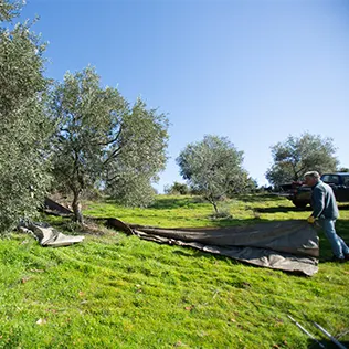 Olive Oil Roots - Adopt a Tree - Home Page Instagram 1