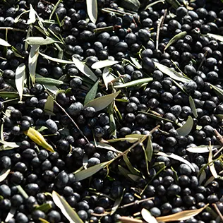 Olive Oil Roots - Adopt a Tree - Home Page Instagram 3